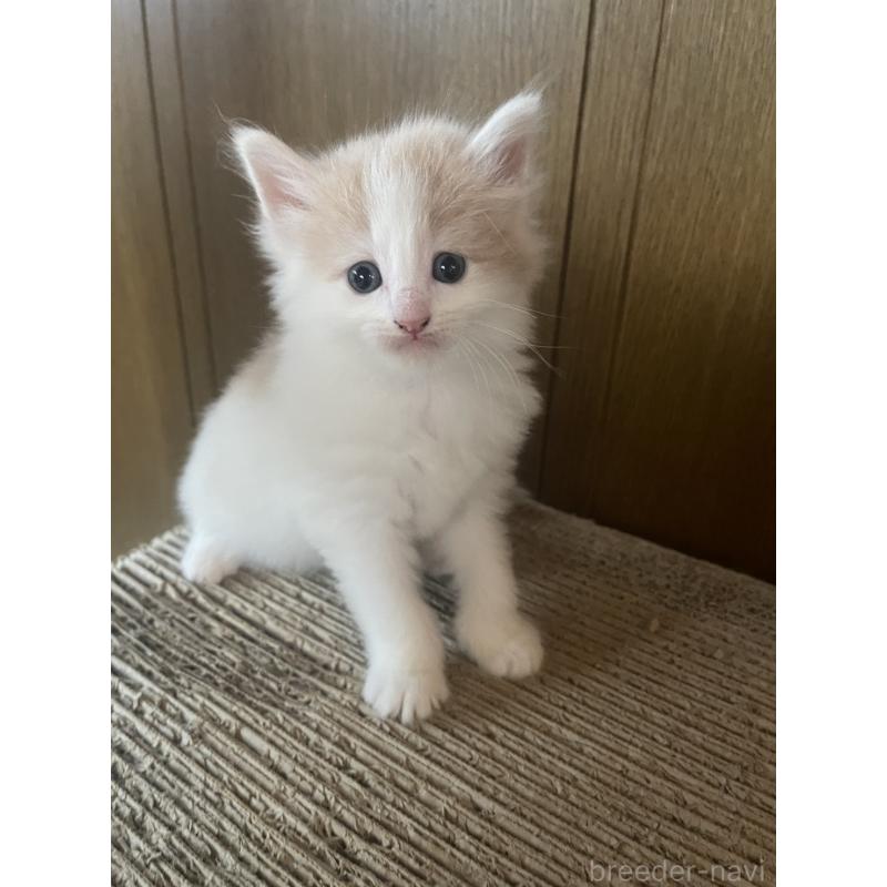 販売中の富山県のノルウェージャンフォレストキャット-130618の6枚目