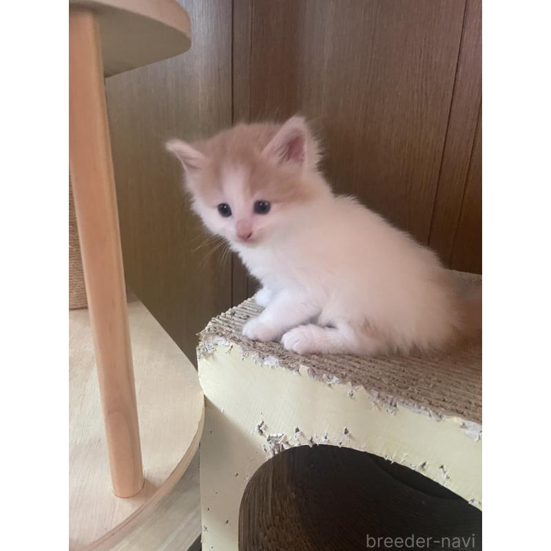 販売中の富山県のノルウェージャンフォレストキャット-130618の5枚目