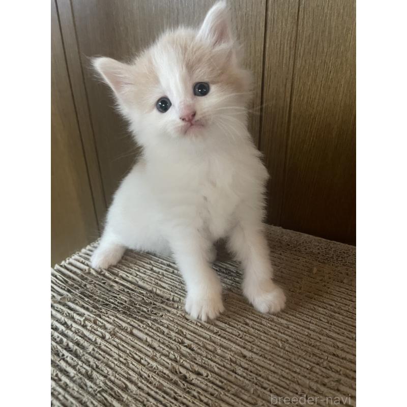 販売中の富山県のノルウェージャンフォレストキャット-130618の3枚目