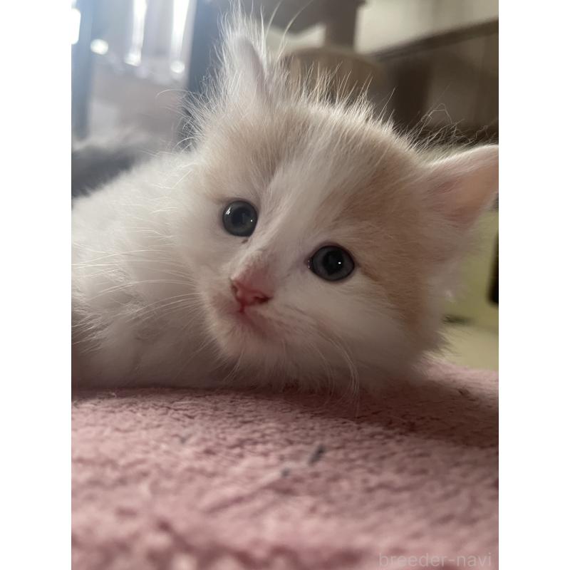 販売中の富山県のノルウェージャンフォレストキャット-130618の2枚目