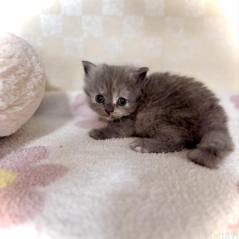 販売中の三重県のマンチカン-130619の1枚目