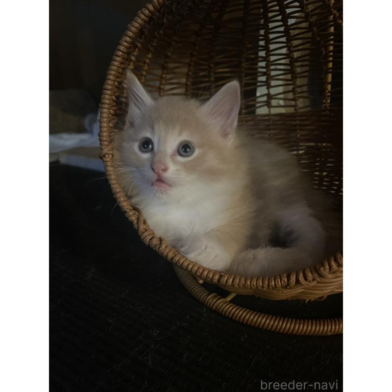 販売中の富山県のノルウェージャンフォレストキャット-130620の15枚目