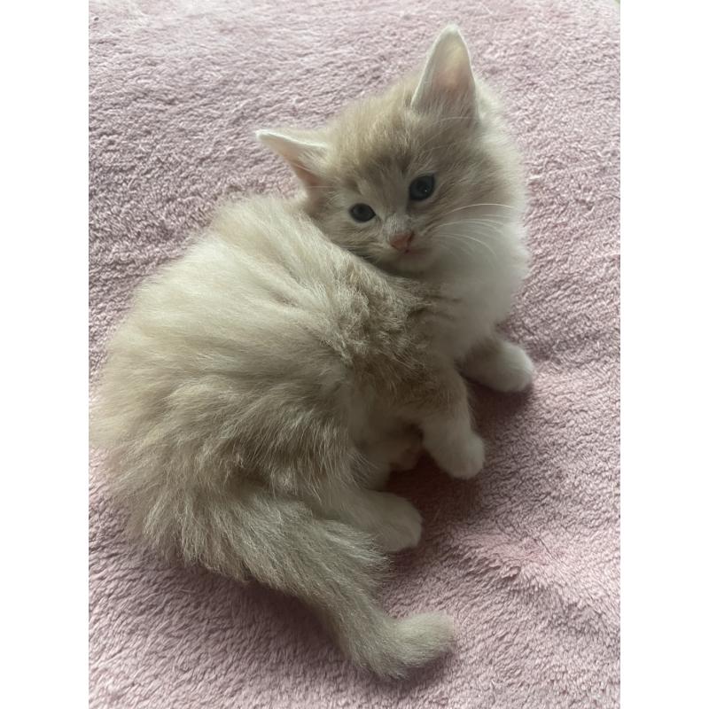 販売中の富山県のノルウェージャンフォレストキャット-130620の12枚目