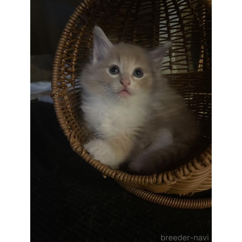 販売中の富山県のノルウェージャンフォレストキャット-130620の11枚目