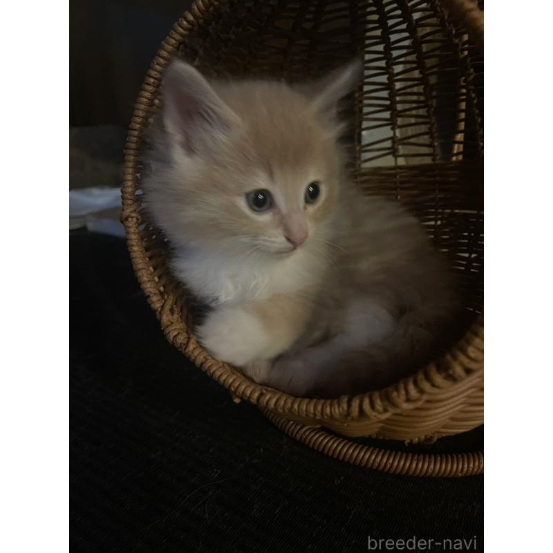 販売中の富山県のノルウェージャンフォレストキャット-130620の10枚目