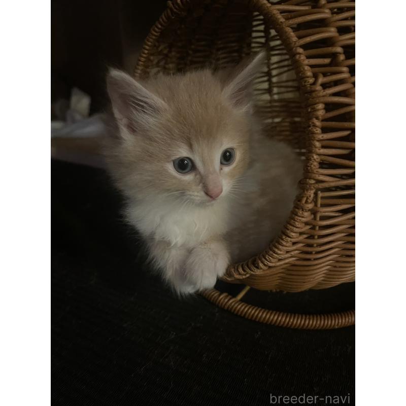 販売中の富山県のノルウェージャンフォレストキャット-130620の9枚目