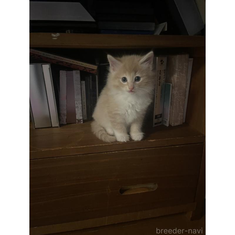 販売中の富山県のノルウェージャンフォレストキャット-130620の8枚目