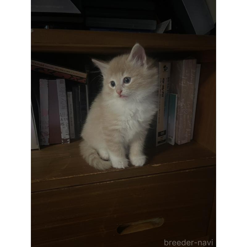 販売中の富山県のノルウェージャンフォレストキャット-130620の6枚目