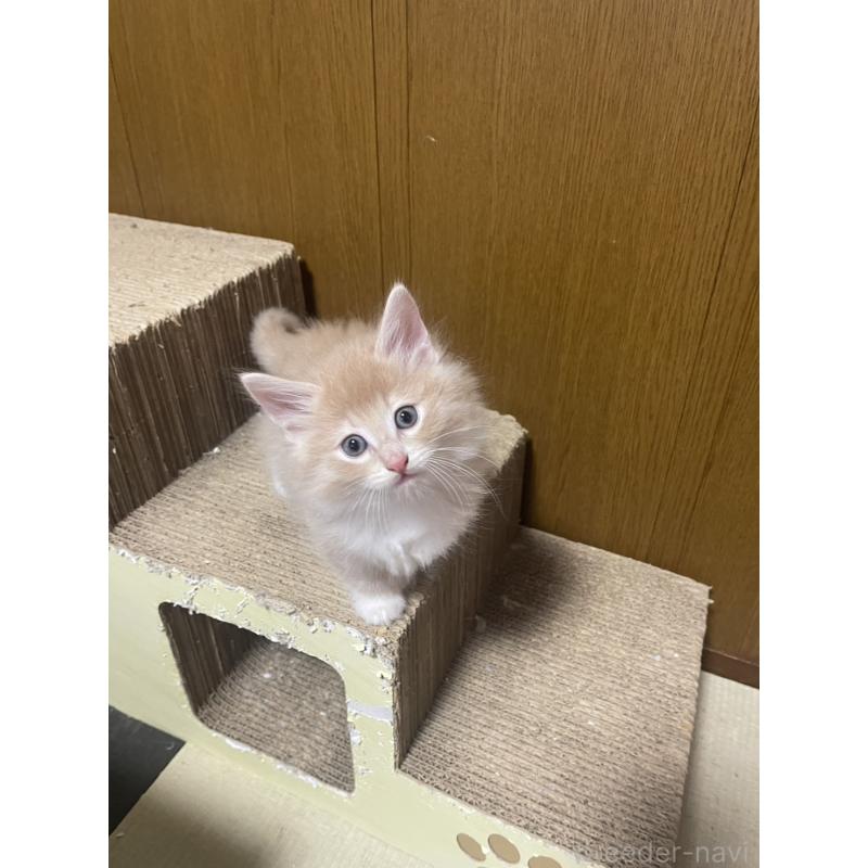 販売中の富山県のノルウェージャンフォレストキャット-130620の2枚目