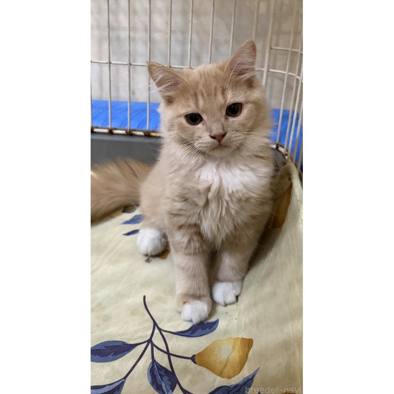 販売中の埼玉県のスコティッシュフォールド-124872の23枚目