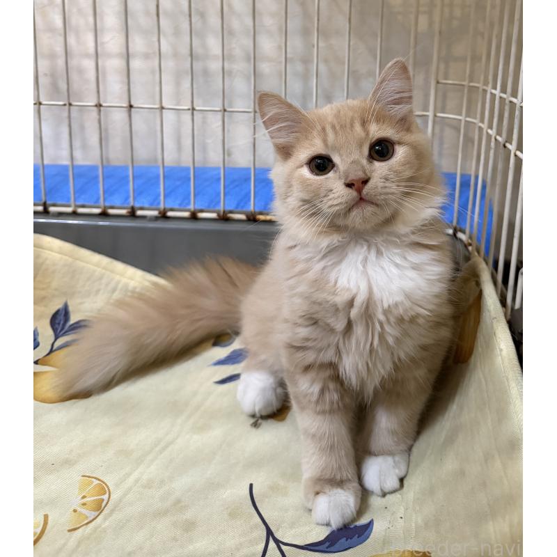 販売中の埼玉県のスコティッシュフォールド-124872の22枚目