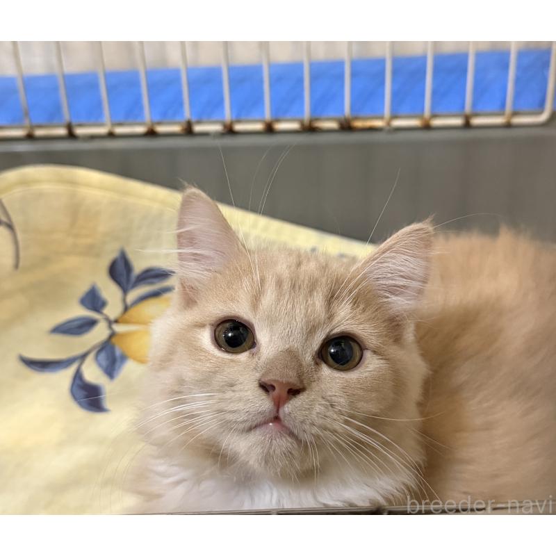 販売中の埼玉県のスコティッシュフォールド-124872の21枚目