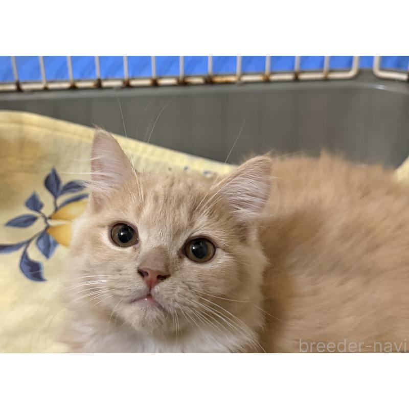 販売中の埼玉県のスコティッシュフォールド-124872の20枚目