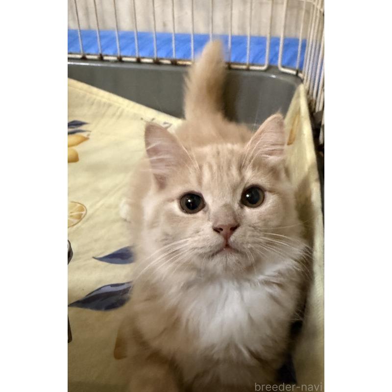 販売中の埼玉県のスコティッシュフォールド-124872の19枚目