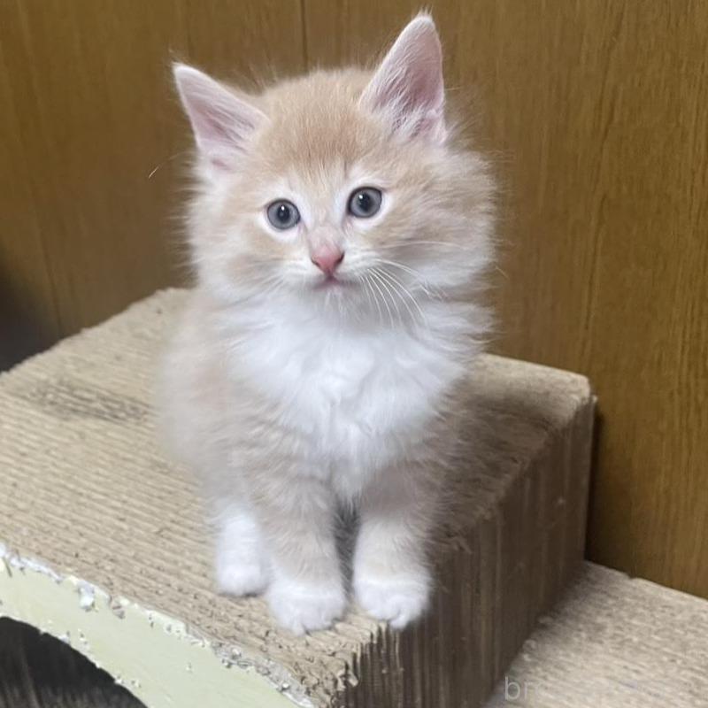 販売中の富山県のノルウェージャンフォレストキャット-130620