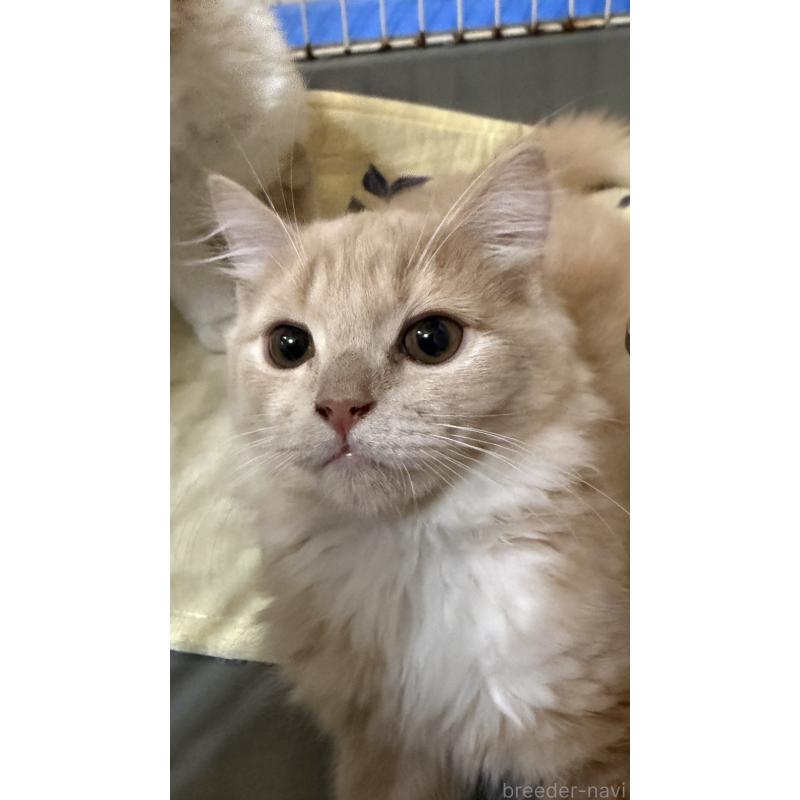 販売中の埼玉県のスコティッシュフォールド-124872の18枚目