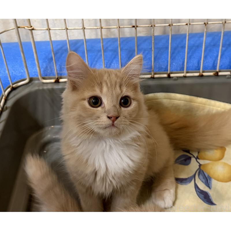 販売中の埼玉県のスコティッシュフォールド-124872の17枚目