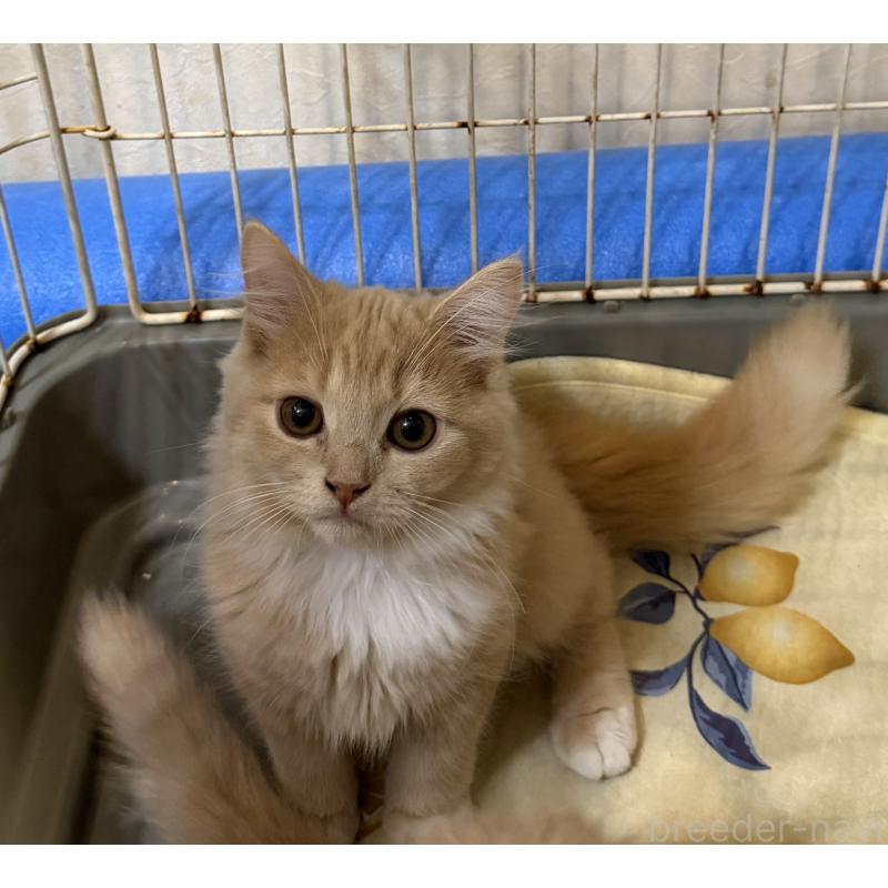 販売中の埼玉県のスコティッシュフォールド-124872