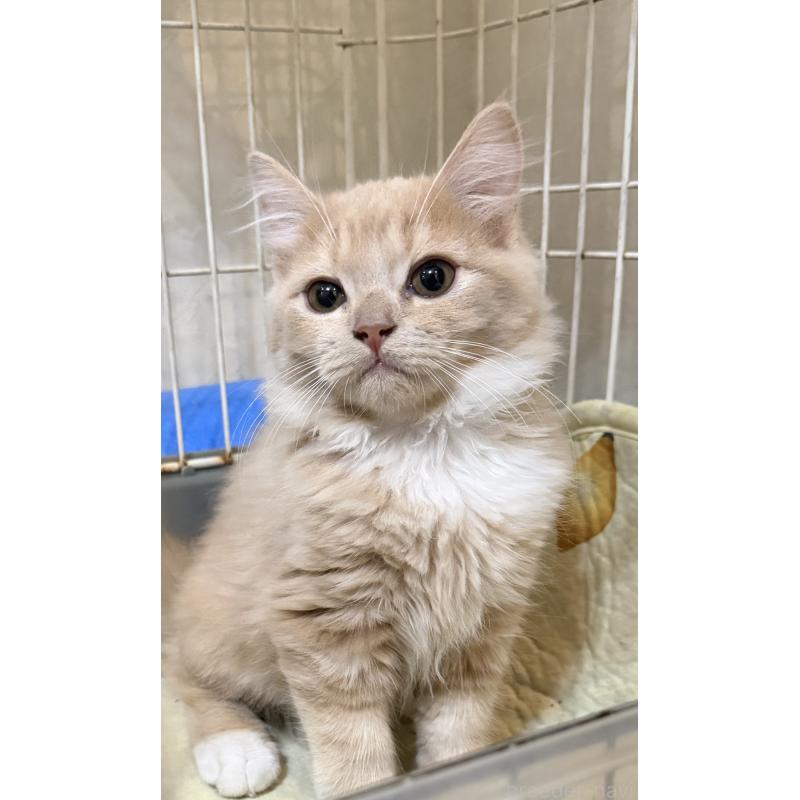 販売中の埼玉県のスコティッシュフォールド-124872の15枚目