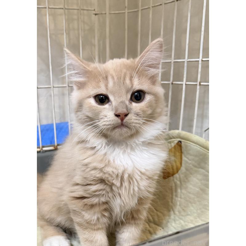 販売中の埼玉県のスコティッシュフォールド-124872の14枚目