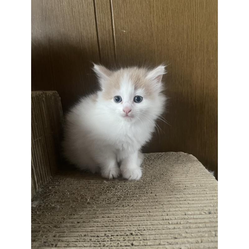 販売中の富山県のノルウェージャンフォレストキャット-130621の9枚目