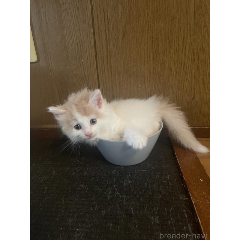 販売中の富山県のノルウェージャンフォレストキャット-130621の8枚目