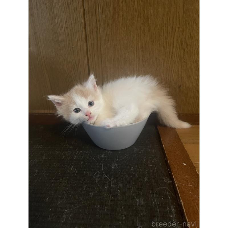 販売中の富山県のノルウェージャンフォレストキャット-130621の7枚目