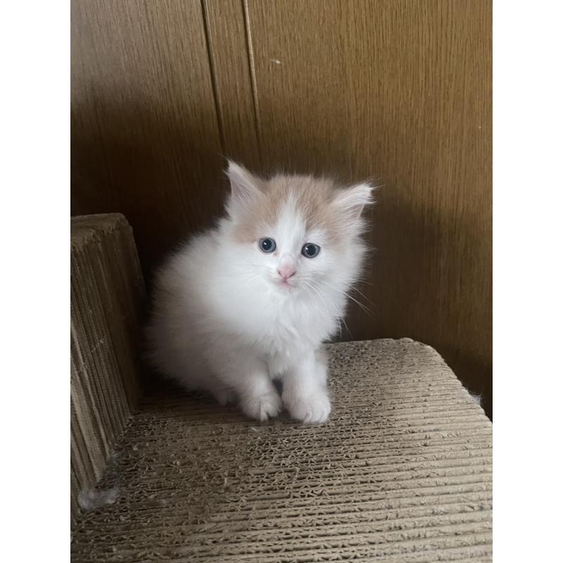 販売中の富山県のノルウェージャンフォレストキャット-130621の5枚目