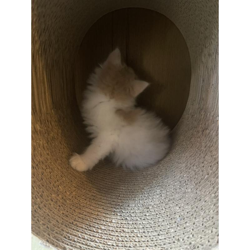 販売中の富山県のノルウェージャンフォレストキャット-130621の4枚目