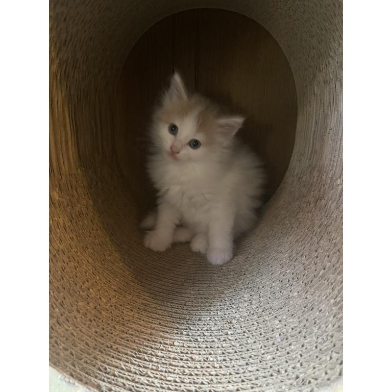 販売中の富山県のノルウェージャンフォレストキャット-130621の3枚目