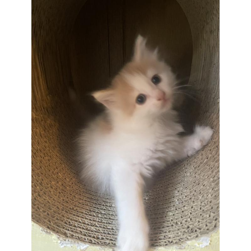 販売中の富山県のノルウェージャンフォレストキャット-130621の2枚目