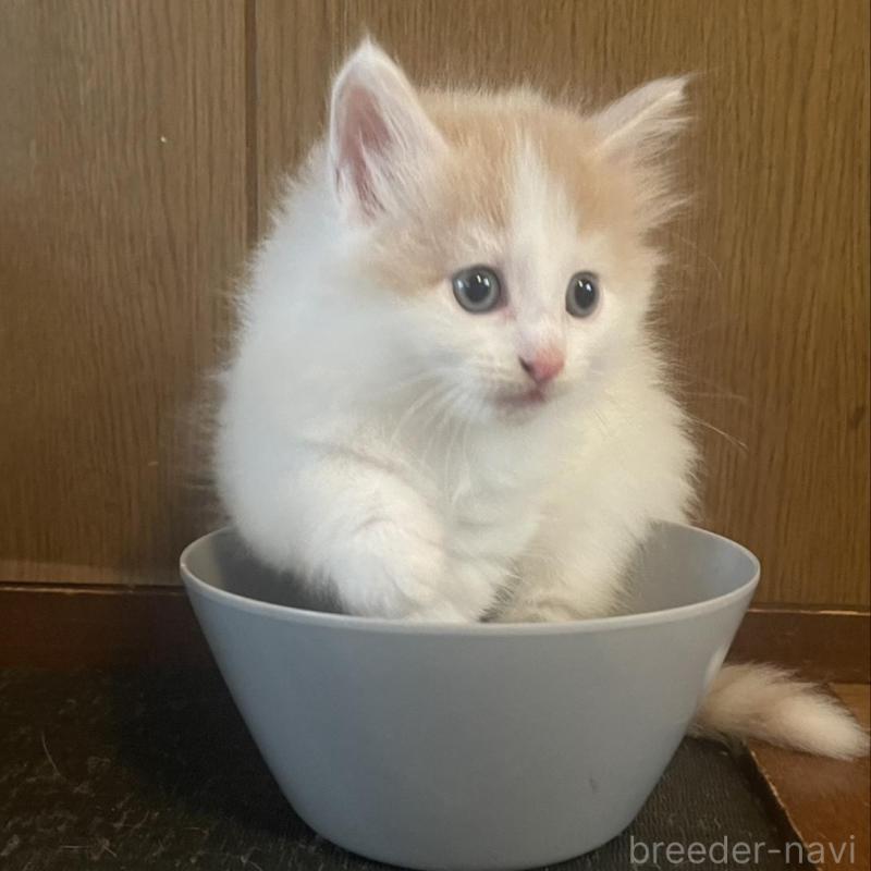 販売中の富山県のノルウェージャンフォレストキャット-130621の1枚目