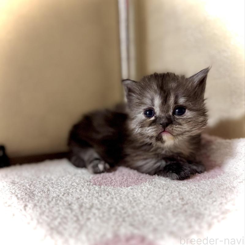 販売中の三重県のマンチカン(短足)-130622の1枚目