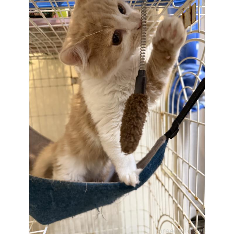 販売中の埼玉県のスコティッシュフォールド-124878の26枚目