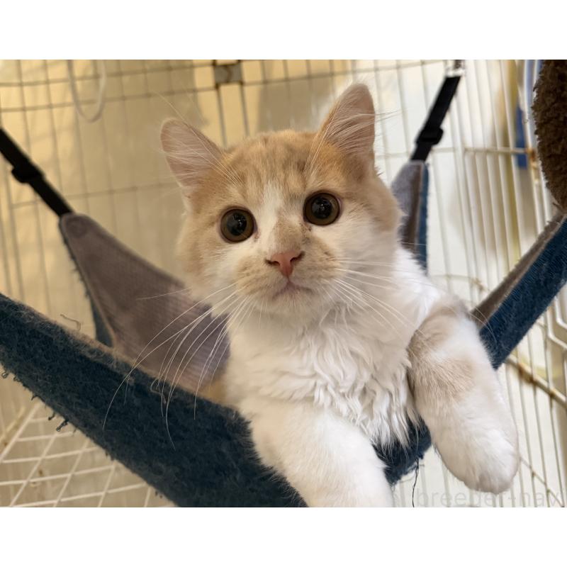 販売中の埼玉県のスコティッシュフォールド-124878の25枚目