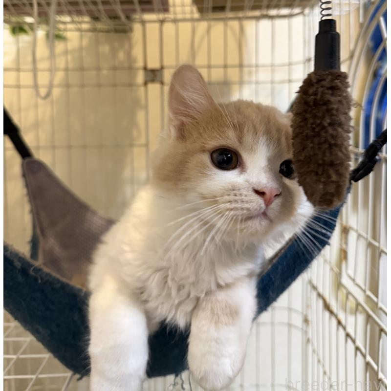 販売中の埼玉県のスコティッシュフォールド-124878