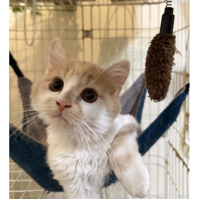 販売中の埼玉県のスコティッシュフォールド-124878の23枚目