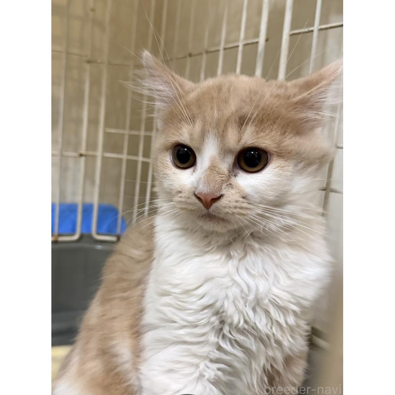 販売中の埼玉県のスコティッシュフォールド-124878の22枚目