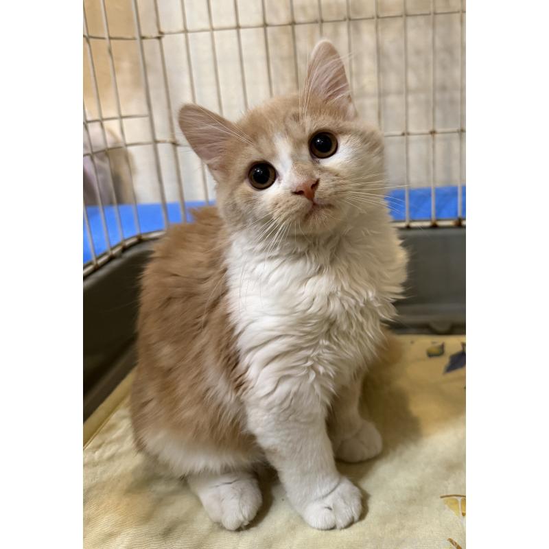 販売中の埼玉県のスコティッシュフォールド-124878の21枚目