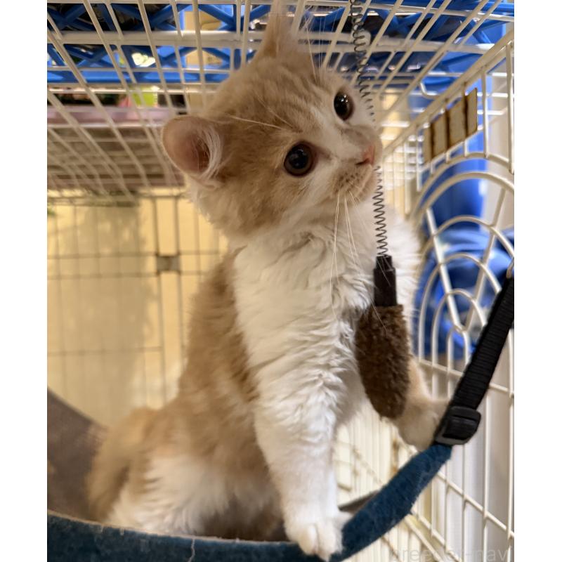 販売中の埼玉県のスコティッシュフォールド-124878の20枚目