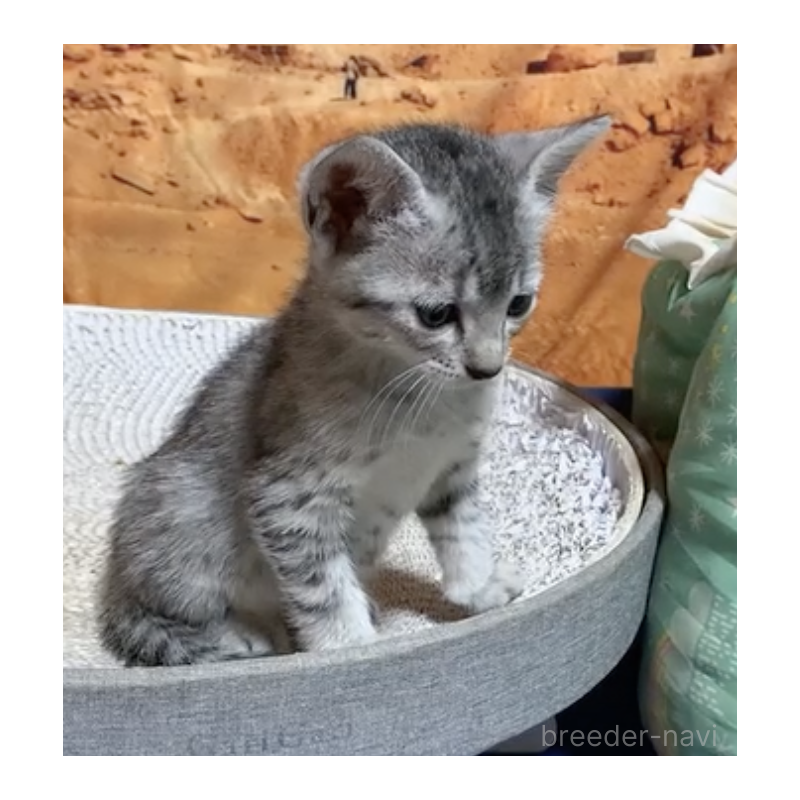 販売中の千葉県のエジプシャンマウ-130624の2枚目