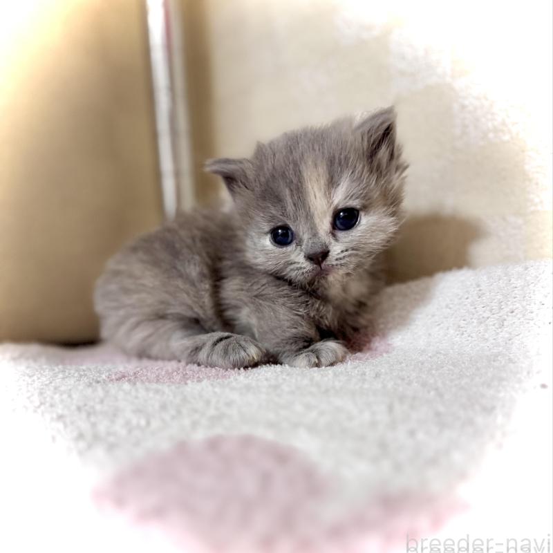 販売中の三重県のマンチカン(短足)-130623