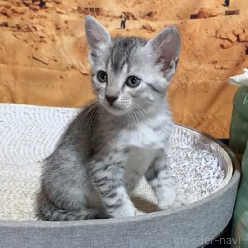 販売中の千葉県のエジプシャンマウ-130624の1枚目