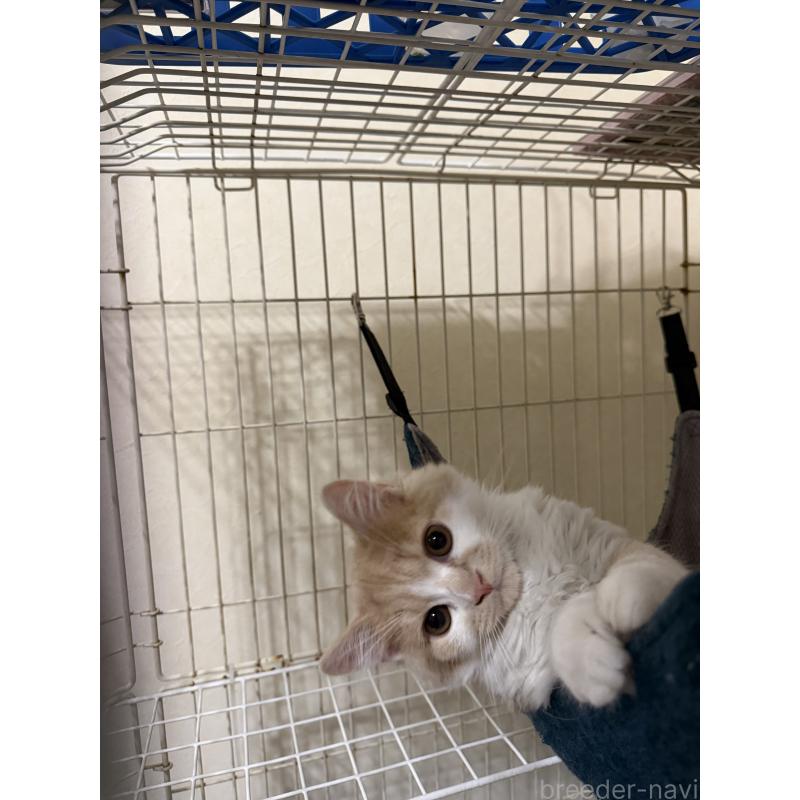 販売中の埼玉県のスコティッシュフォールド-124878の18枚目