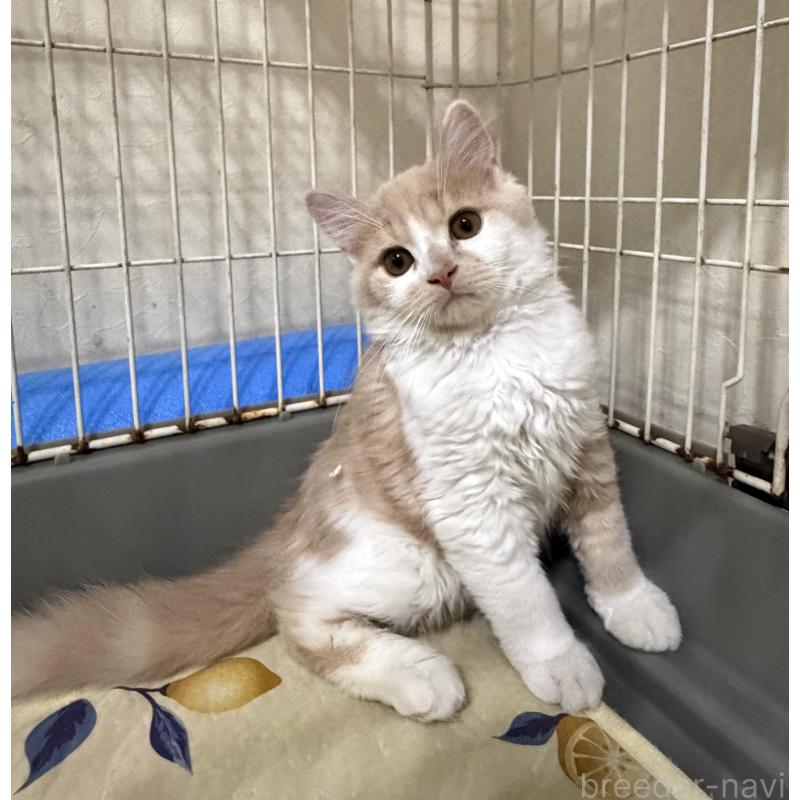 販売中の埼玉県のスコティッシュフォールド-124878の17枚目