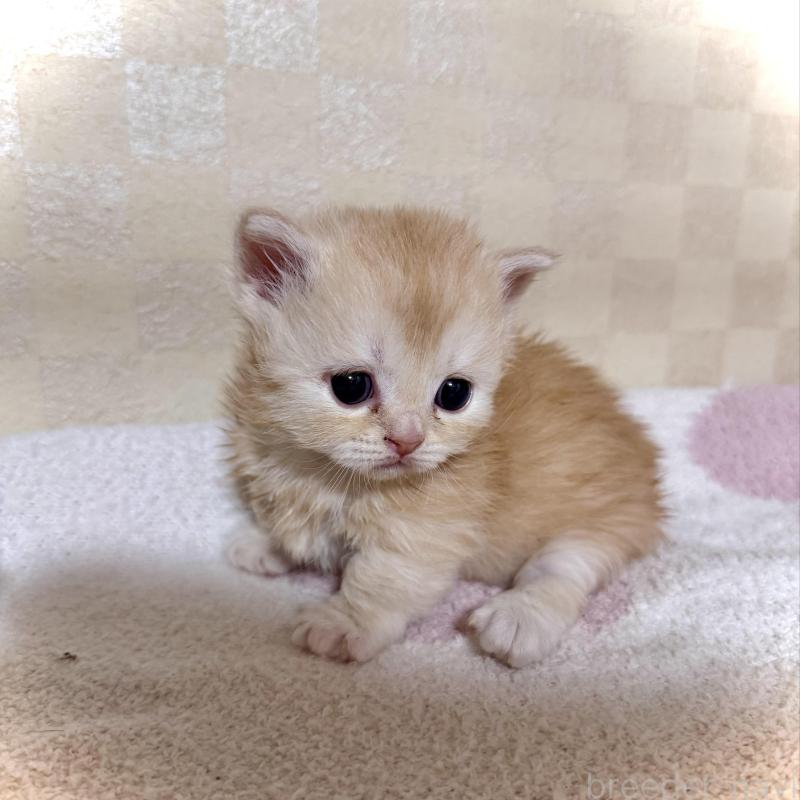 販売中の三重県のマンチカン(短足)-130625