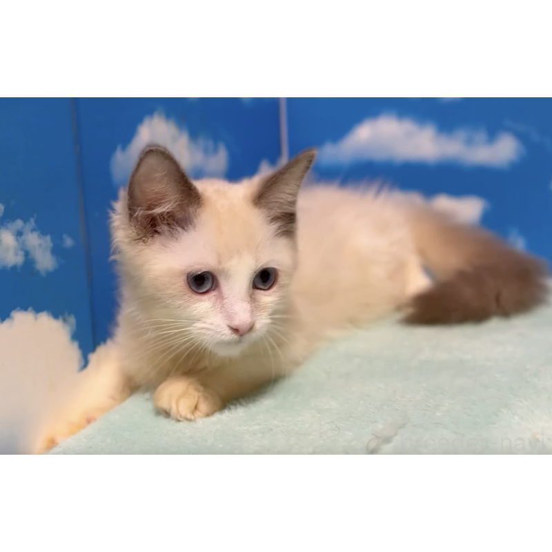 販売中の埼玉県のラグドール-130630の2枚目