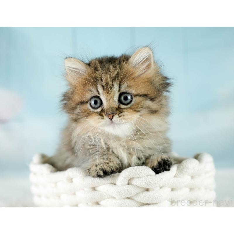 販売中の埼玉県のミヌエット-130626の11枚目