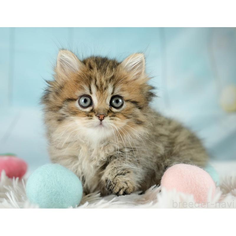 販売中の埼玉県のミヌエット-130626の10枚目