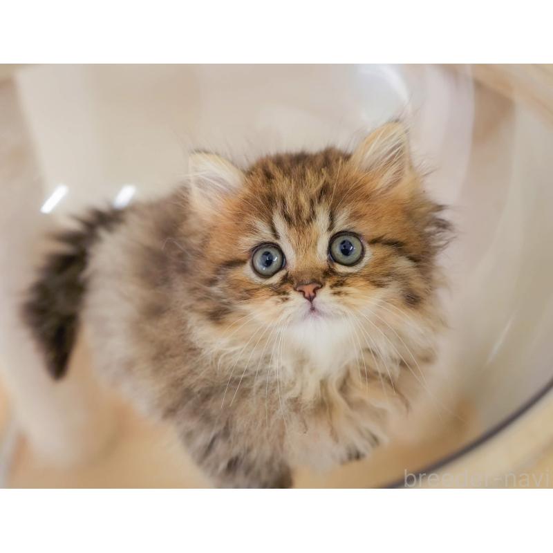 販売中の埼玉県のミヌエット-130626の9枚目